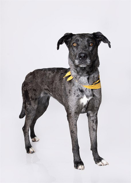 LUCYBELL, an adoptable Catahoula Leopard Dog in Ogden, UT