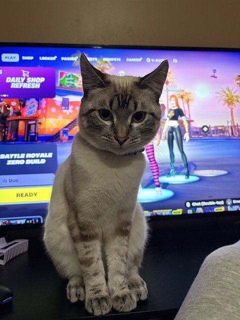 picture of the cat needing adoption