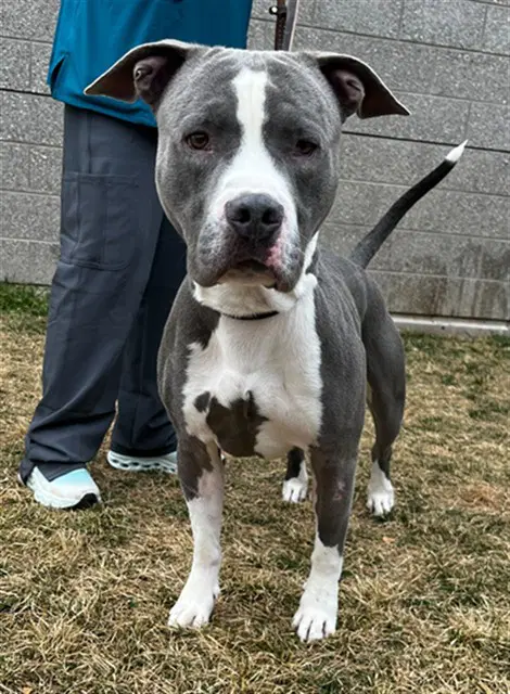 Butterball - Pit Bull Terrier