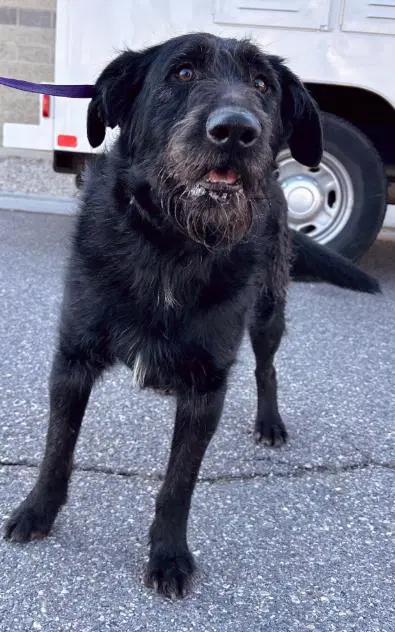 Joker - Poodle (Standard)
