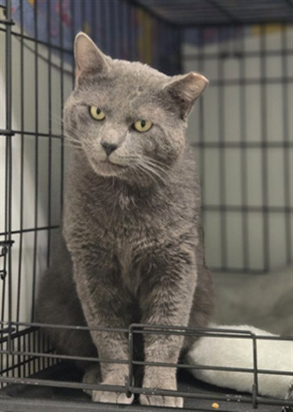 BABBS, an adoptable Domestic Short Hair in Ogden, UT