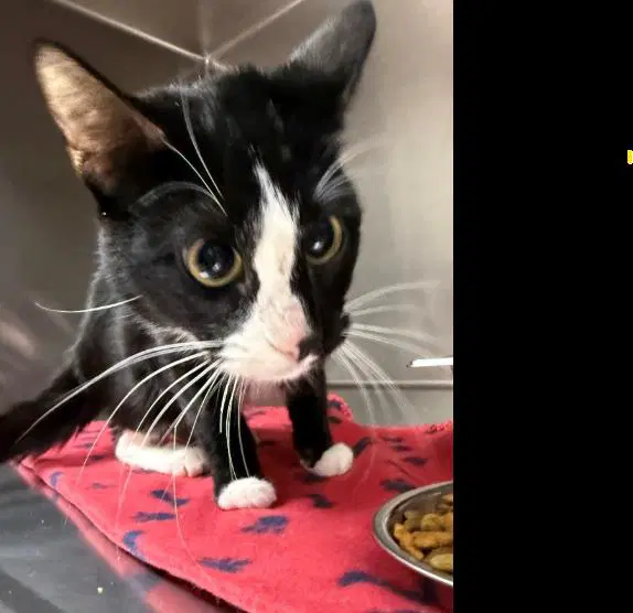 Fitsy - Domestic Short Hair
