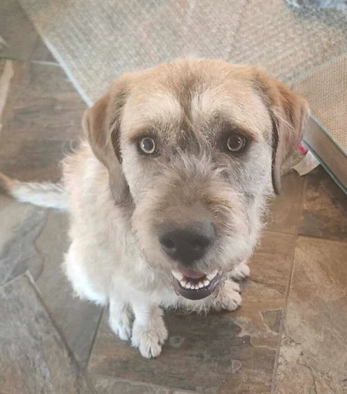 CECIL, an adoptable Irish Wolfhound in Ogden, UT