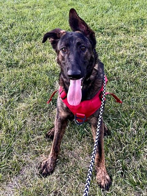 OMEN, an adoptable German Shepherd Dog in Ogden, UT