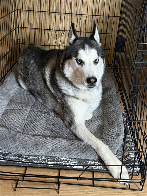 NEO, an adoptable Siberian Husky in Ogden, UT