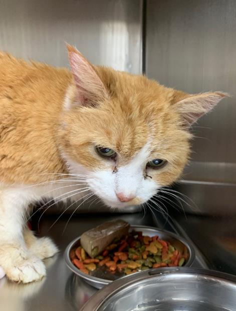 MOLLY, an adoptable Domestic Short Hair in Ogden, UT