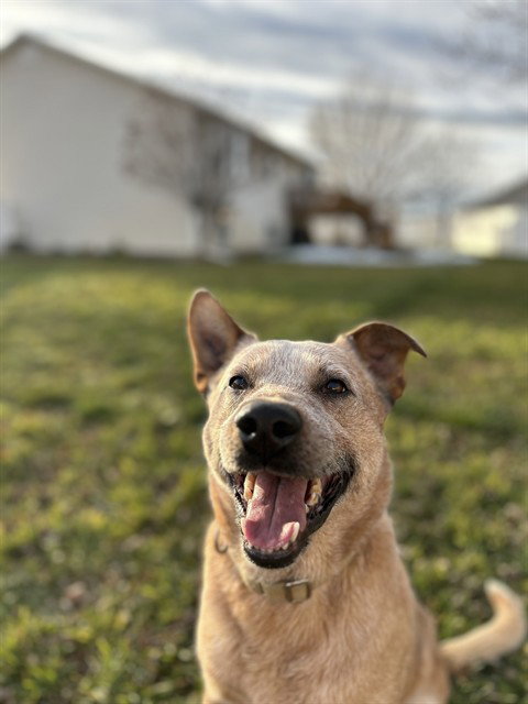 FRECKLES, an adoptable Queensland Heeler in Ogden, UT