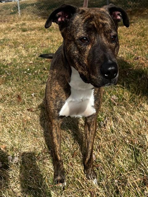 CHICO, an adoptable Pit Bull Terrier in Ogden, UT