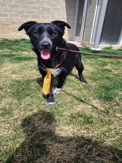 OZZY, an adoptable Queensland Heeler in Ogden, UT