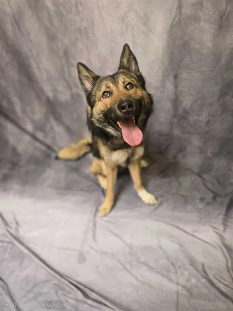 Rowdy- D - German Shepherd Dog