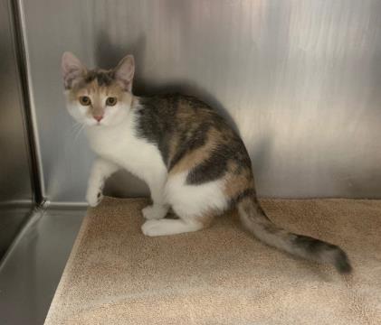 TETON, an adoptable Domestic Short Hair in Ogden, UT