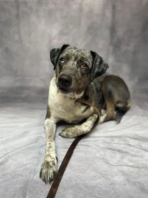Lynn - Queensland Heeler
