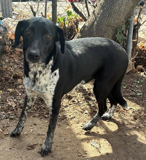SMOKEY, an adoptable Australian Shepherd in Ogden, UT