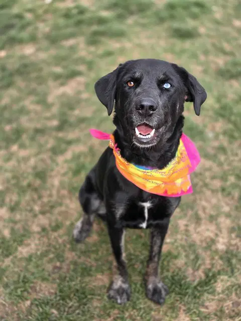 Trixie - Labrador Retriever