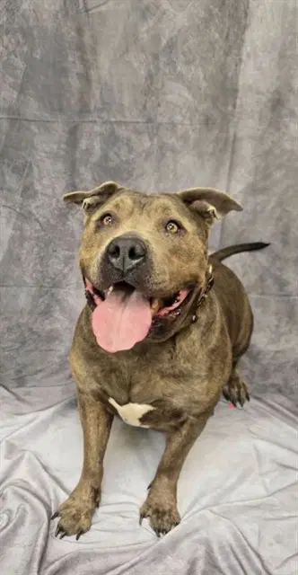 Thickums Mcgee - Staffordshire Bull Terrier