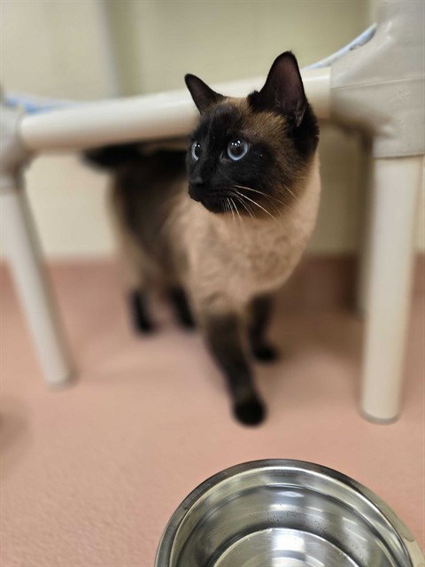 FINN, an adoptable Domestic Short Hair in Ogden, UT
