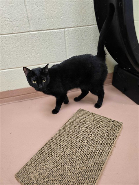 FISH, an adoptable Domestic Short Hair in Ogden, UT