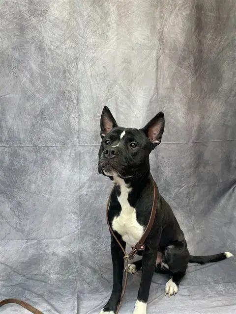 Django - Pit Bull Terrier