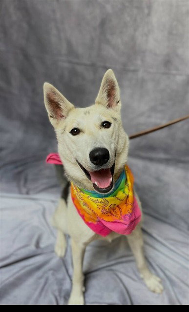 LONDON, an adoptable Siberian Husky in Ogden, UT