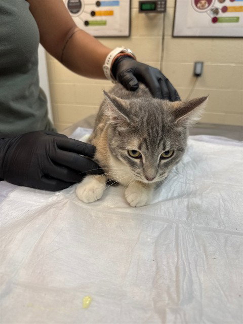 MILKY WAY, an adoptable Domestic Short Hair in Ogden, UT