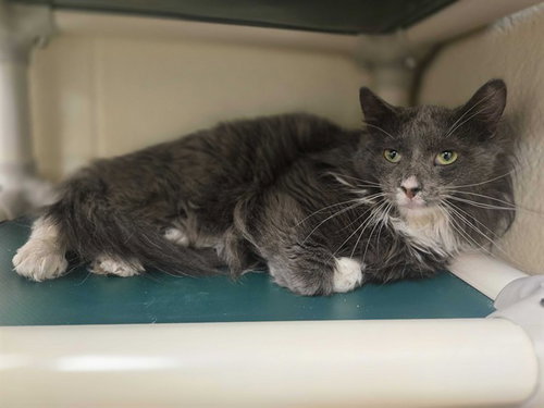 DADDY YANKEE - Domestic Long Hair available for adoption