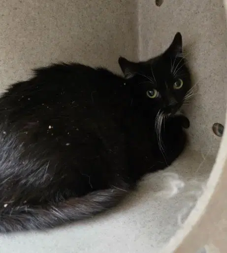 Hunni - Domestic Short Hair