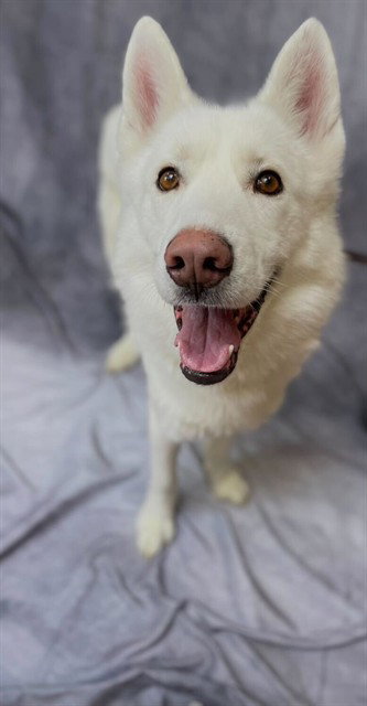 BOLT