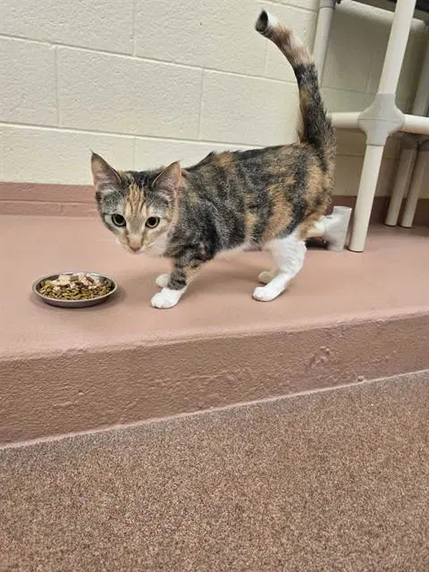 Gypse - Domestic Short Hair