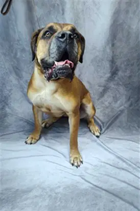 Bella - Cane Corso Mastiff
