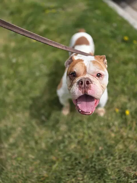 Earl - English Bulldog