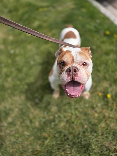 EARL, an adoptable English Bulldog in Ogden, UT