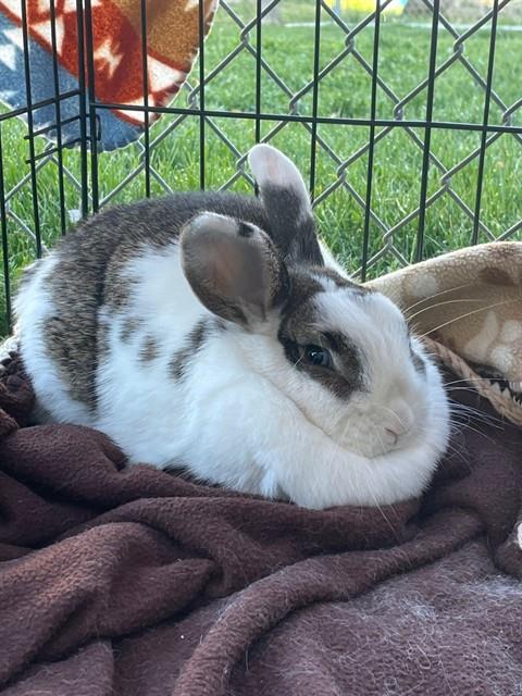 CHOCOLATE CHIP, a rabbit for adoption from Weber County Animal Services