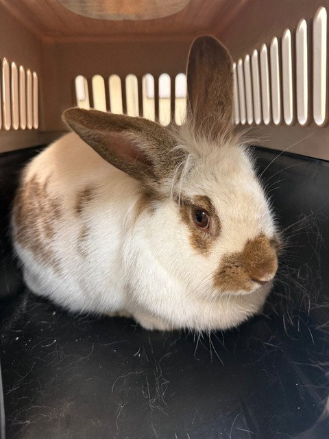 DUCKY, a rabbit for adoption from Weber County Animal Services