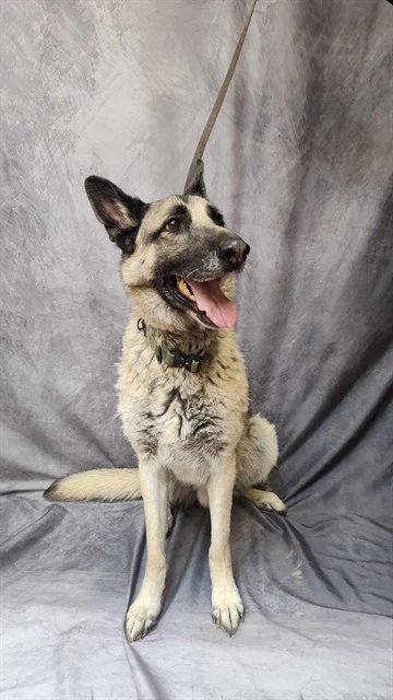 Odin