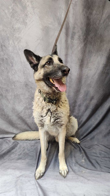 ODIN, an adoptable German Shepherd Dog in Ogden, UT