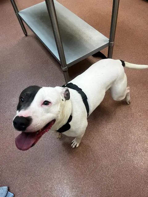 Barney - Staffordshire Bull Terrier