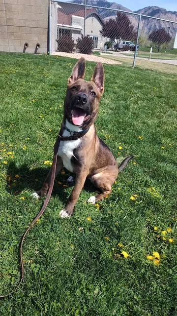 Goose - Belgian Shepherd Malinois