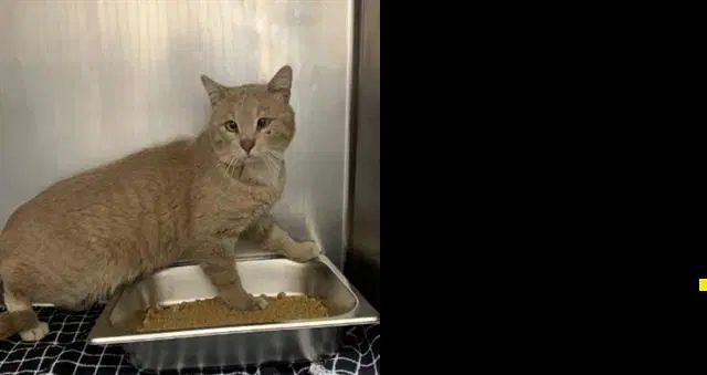 Dusty - Domestic Short Hair