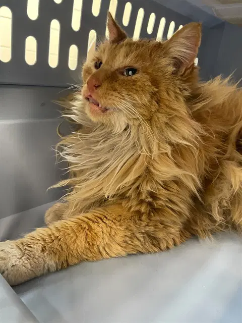 Frog - Domestic Long Hair