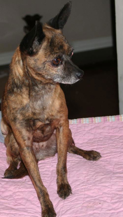 Daisy (Brindle)