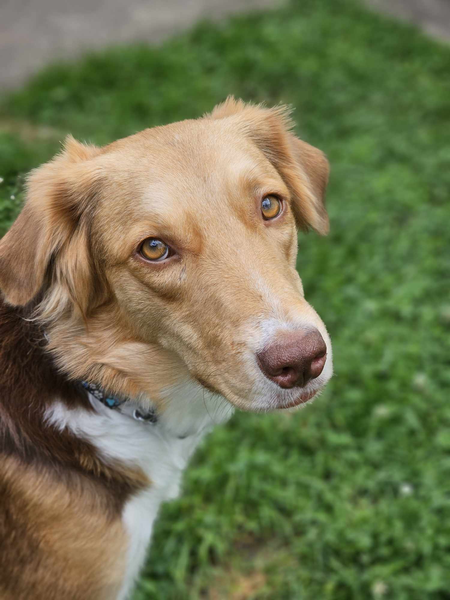 adoptable Dog in London, ON named Amber