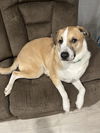 adoptable Dog in , ON named Whiskey **COURTESY POSTING**