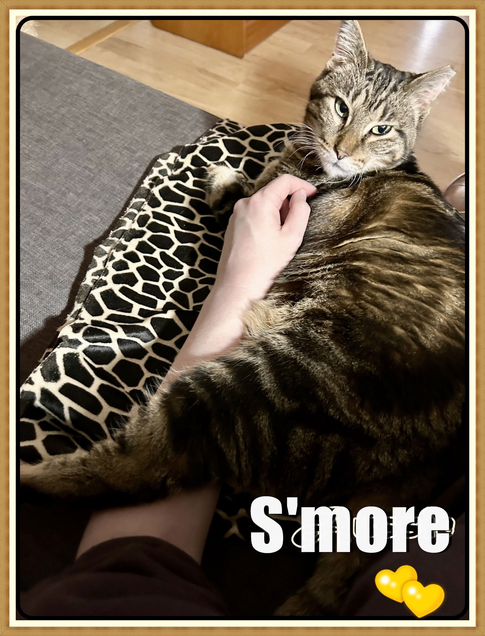 adoptable Cat in London, ON named S'MORE