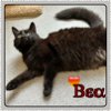 adoptable Cat in  named BEA