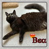 adoptable Cat in London, ON named BEA