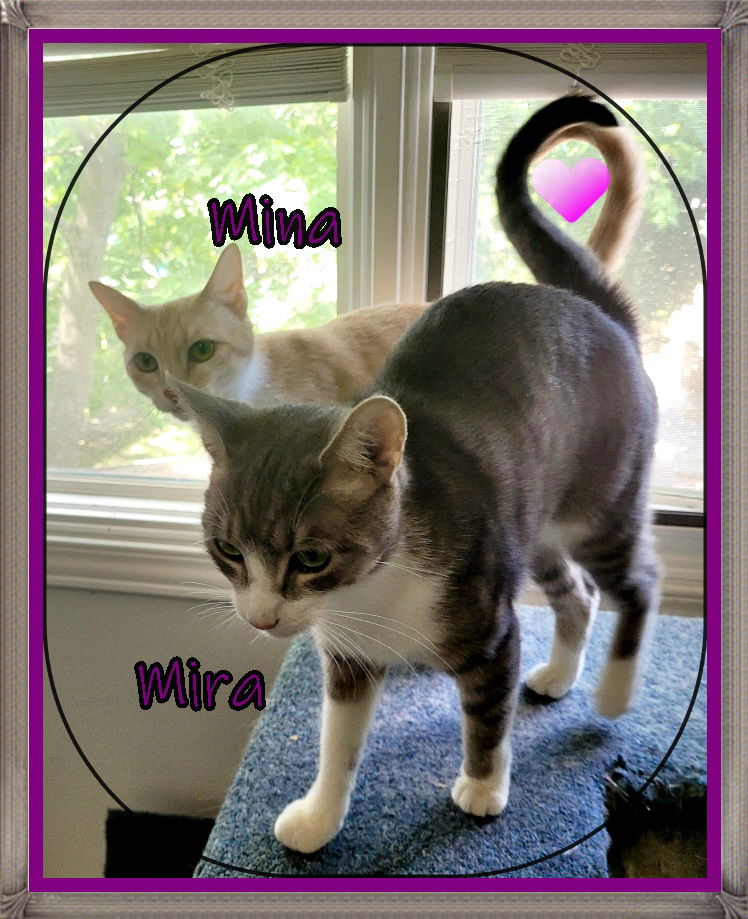 adoptable Cat in London, ON named MINA & MIRA