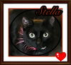 adoptable Cat in , ON named STELLA