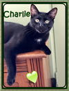 adoptable Cat in , ON named CHARLIE