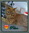 adoptable Cat in , ON named Pekoe