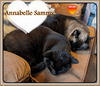 adoptable Cat in , ON named ANNABELLE & SAMMY